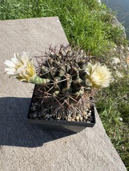Preview: Gymnocalycium gibbosum